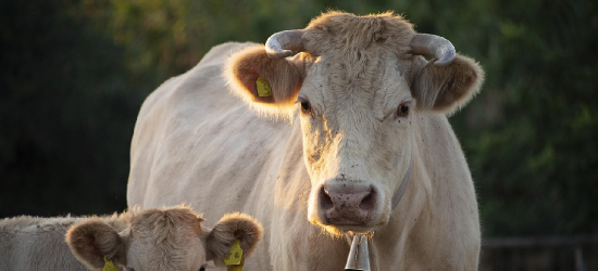 Pryszczyca w Polsce?- komunikat MRiRW