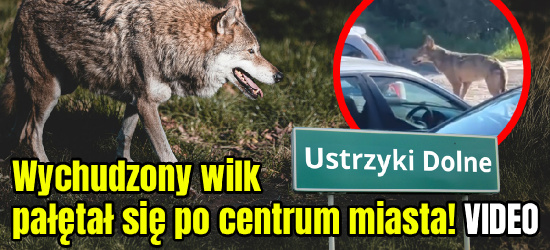 Wychudzony wilk pałętał się po centrum miasta! (VIDEO)