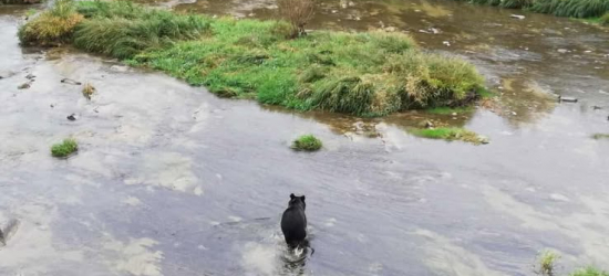Spotkanie z niedźwiedziami w Tarnawie Dolnej [VIDEO, ZDJĘCIA]