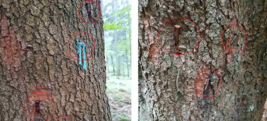 Ekoterroryzm w Bieszczadach. Gwoździe w drzewach. Dla drwali to śmiertelne niebezpieczeństwo (ZDJĘCIA)