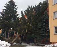 SANOK: Potężny świerk spadł na blok. Wycinkę wysokich drzew przy budynkach blokują protesty pojedynczych mieszkańców (ZDJĘCIA)
