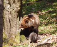 Uwaga! Niedźwiedzie! Dwukrotnie zaatakowały w Birczy, wcześniej w Bieszczadach (ZDJĘCIE)