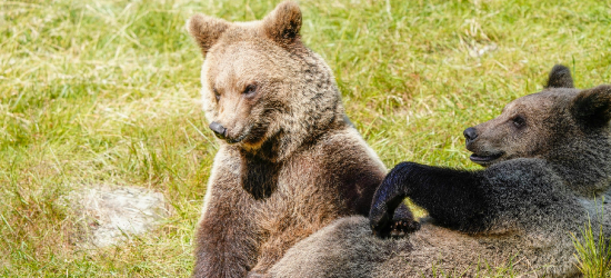 Jest zgoda na płoszenie niedźwiedzi w Sanoku. Burmistrz wydał komunikat