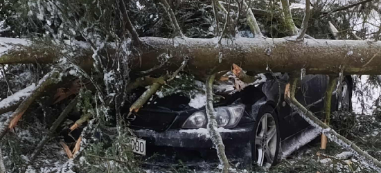 Silny wiatr w regionie. Drzewo runęło tuż na nadjeżdżający samochód w Targowiskach [VIDEO, ZDJĘCIA]