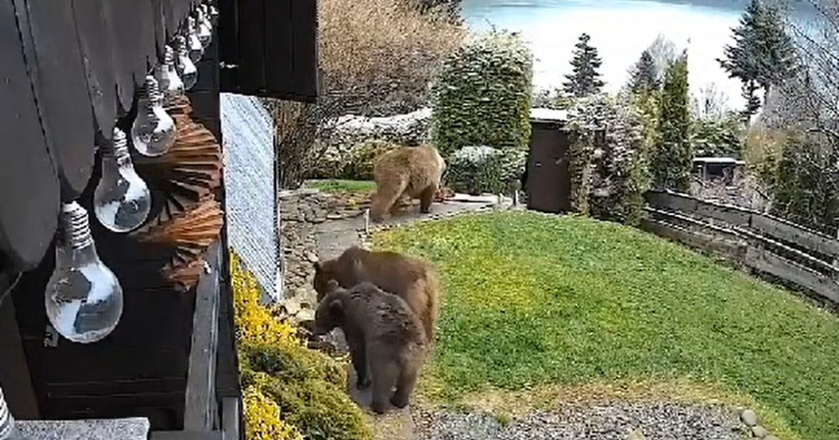 GMINA SOLINA: Niedźwiedzica z młodymi weszła na podwórko w Wołkowyi. „Populacja jest za duża” [VIDEO]