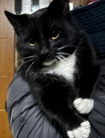 ZMIENNICA: Policjanci i strażacy uratowali kota uwięzionego w pustostanie