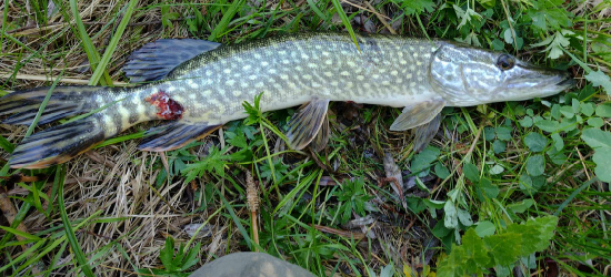 Chore ryby w łowisku w Hłomczy. Leczenie za drogie (ZDJĘCIA)
