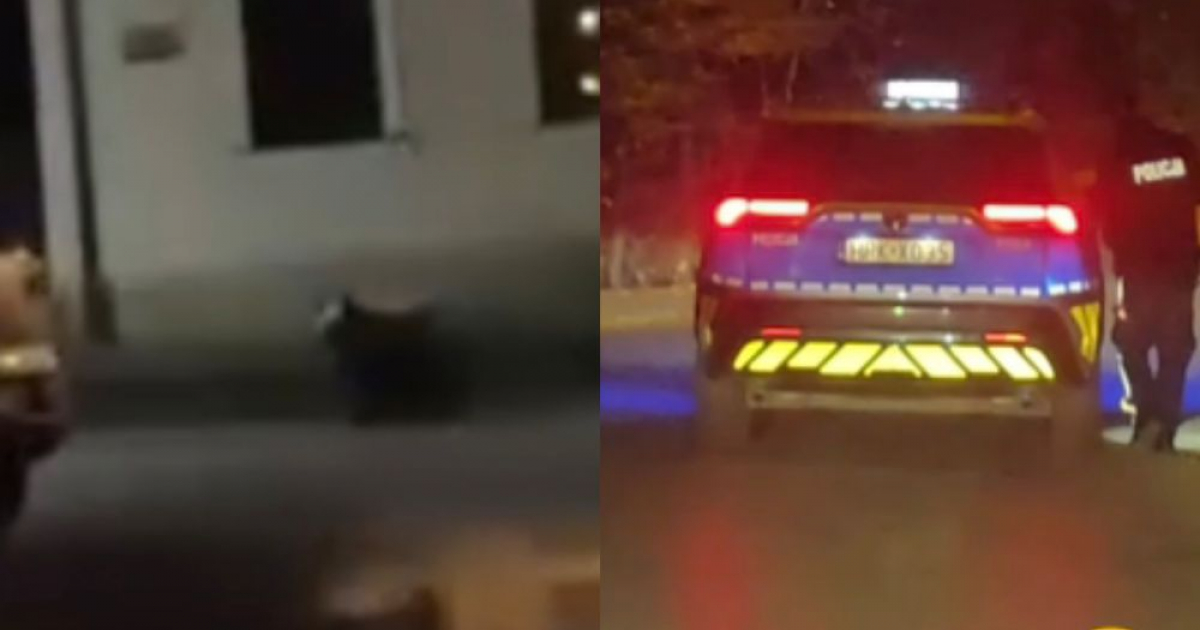 LESKO. Niedźwiedź w centrum miasta! Na miejscu interweniuje policja (VIDEO)