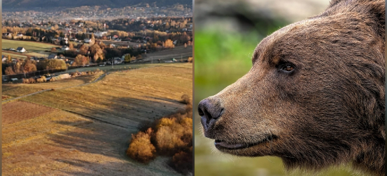 GMINA ZAGÓRZ. Niedźwiedzica z młodym pod domami w Zahutyniu! [VIDEO]