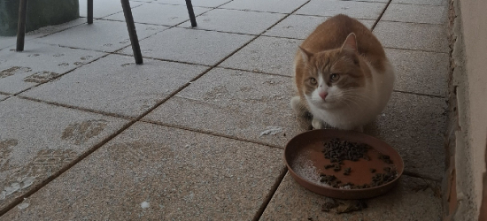 Uwaga, Bykowce! Zaginął kot – poszukiwany właściciel