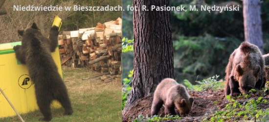 Dramatyczna sytuacja niedźwiedzi na Podkarpaciu i w Polsce? RDLP w Krośnie odpowiada