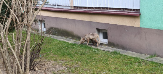PILNE: Chory lis na sanockich osiedlach. „Przestańcie wyrzucać jedzenie pod bloki!” [VIDEO, ZDJĘCIA]