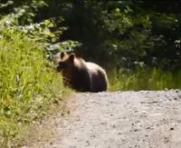 Czasem i leśniczy ucieka przed niedźwiedziem. Lepiej nie wchodzić miśkowi w drogę (FILM)