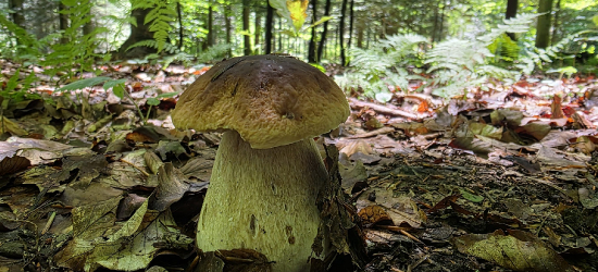 Sezon grzybowy rozpoczęty. W lasach pojawiły się pierwsze prawdziwki (ZDJĘCIA)