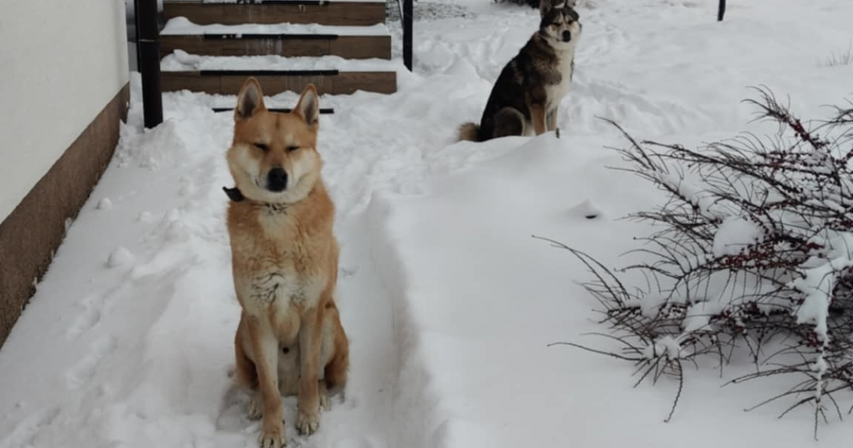 UDOSTĘPNIJ POMÓŻ im wrócić do DOMU – dwóm pieskom i kotu