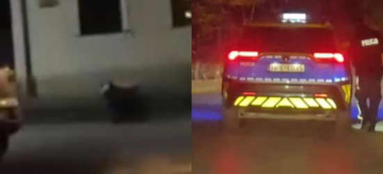 LESKO. Niedźwiedź w centrum miasta! Na miejscu interweniuje policja (VIDEO)