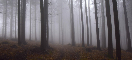 BRZOZÓW: Wieczorne poszukiwania 64-letniego grzybiarza