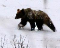 BIESZCZADY: Niedźwiedź z Polany ma się dobrze