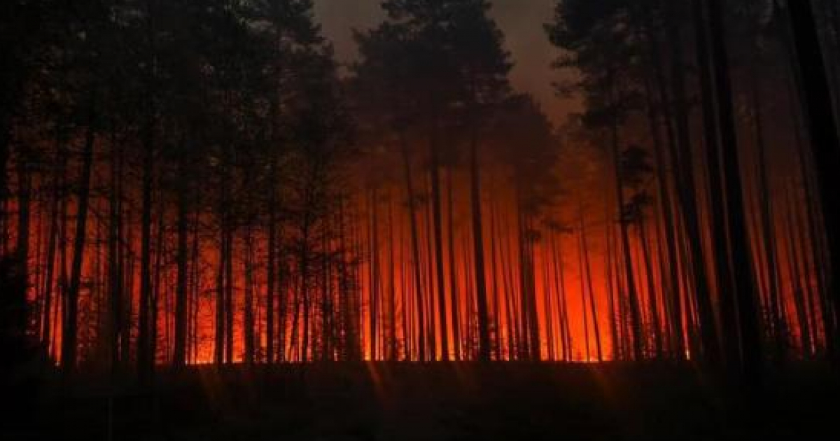 Czerwony alarm w podkarpackich lasach. Leśnicy apelują o rozwagę