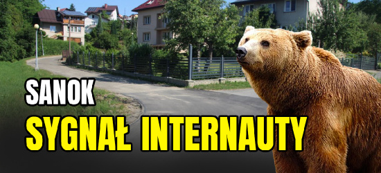 SANOK: Niedźwiedź w dzielnicy Dąbrówka! „Spacerował ulicą” (VIDEO)