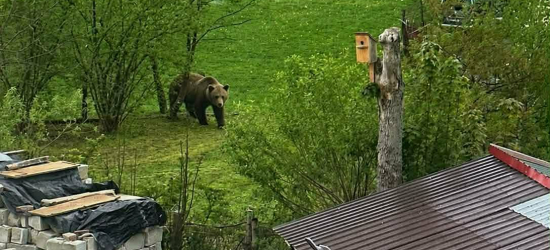 Niedźwiedzie blisko zabudowań w Czaszynie. Apel o ostrożność [FOTO]