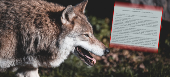 Stanowisko w sprawie ograniczenia populacji wilka! Radni jednomyślni