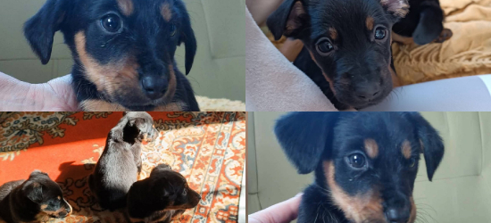 Będą niewielkie, ale kochają najmocniej. Te maluchy czekają na nowych właścicieli