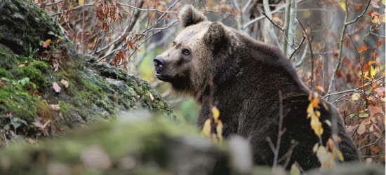 Bieszczadzki Park Narodowy zaprasza na prelekcje