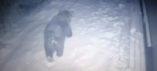 Niedźwiedź podchodzi pod domy! Widziany w okolicach Czaszyna! (VIDEO)