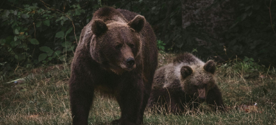Niedźwiedź zauważony w rejonie Klimkówki. Kolejna gmina wydała ostrzeżenie