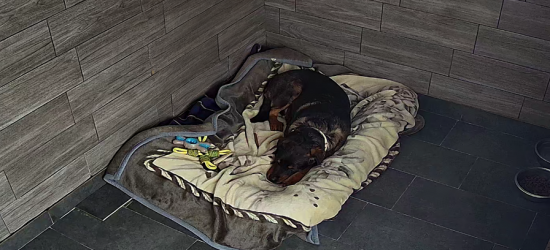 Zima to wyjątkowo trudny czas dla zwierząt. Policja i weterynarze odwiedzili schronisko w Wojtkówce