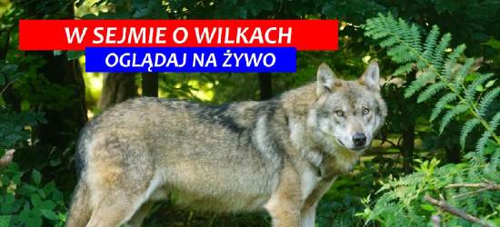 ? O populacji wilka w Polsce? B?dzie odstrza??(NA ?YWO)