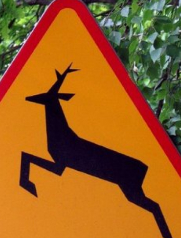 Kolizja z dzikim zwierzęciem? Wskazówki i apel policji