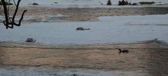 Ptasia grypa w powiecie leskim. Wykryto wirusa u dzikiego łabędzia, wojewoda wprowadza ograniczenia