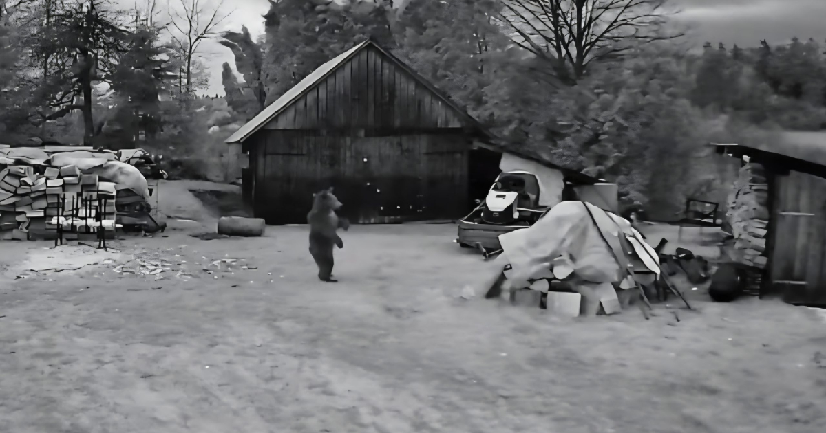 WOLA MATIASZOWA. Niedźwiedzica z dwoma młodymi pod domem. „Nie bała się petard” [VIDEO]