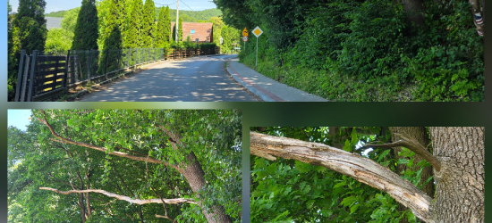 SANOK: Niebezpiecznie na Białej Górze. Na chodnik spadają konary drzew (ZDJĘCIA)