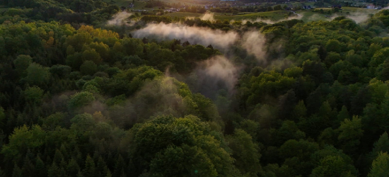Wola Sękowa: 79-latek zagubił się w lesie podczas grzybobrania