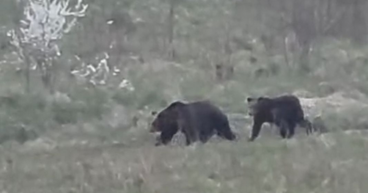 SANOK: Kolejne zgłoszenia o niedźwiedziach. Zobacz nagranie z Olchowiec [WIDEO]