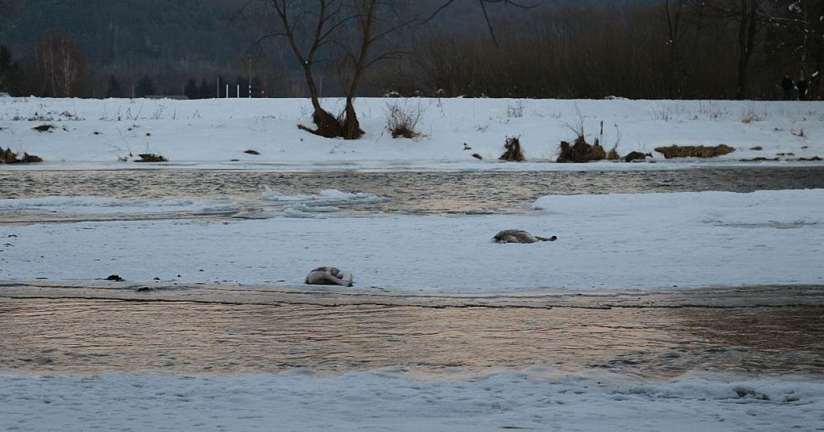 Ptasia grypa w powiecie leskim. Wykryto wirusa u dzikiego łabędzia, wojewoda wprowadza ograniczenia