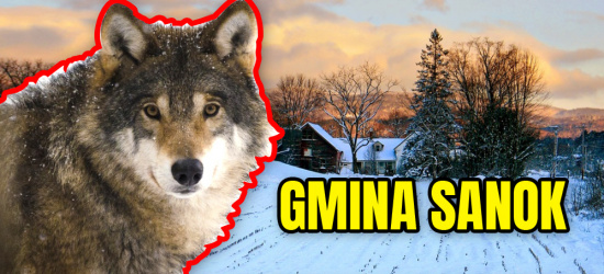 GMINA SANOK: Wilki widziane w sąsiedztwie prywatnych posesji!