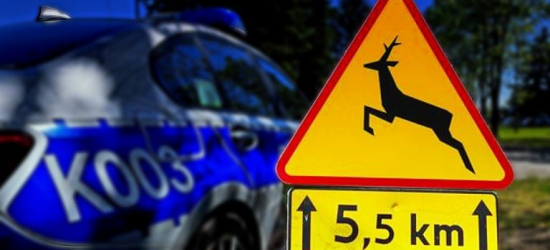 Uważajmy na drodze! Kolizje z dzikimi zwierzętami