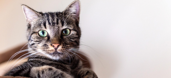 „Puszka dla Puszka” wraca po raz trzeci. Sanok pomoże bezdomnym kotom