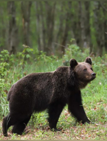 Plaga niedźwiedzi w gminie Solina. „Sytuacja jest bardzo poważna”. Wójt powołuje patrole i apeluje o pomoc do państwa!