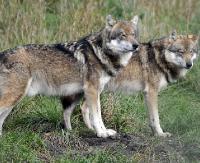 NIEBIESZCZANY: Wataha wilków dopadła psa. W opinii mieszkańców stanową one duże zagrożenie! (DRASTYCZNE ZDJĘCIA)