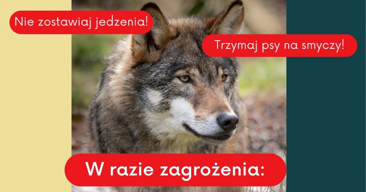 Kolejna gmina wydaje komunikat. Wilki podchodzą pod same domy