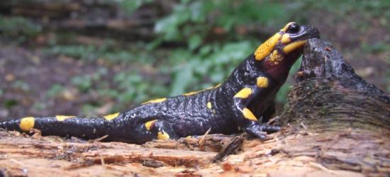 BIESZCZADY: Wzmożona aktywność salamander. Dlaczego?