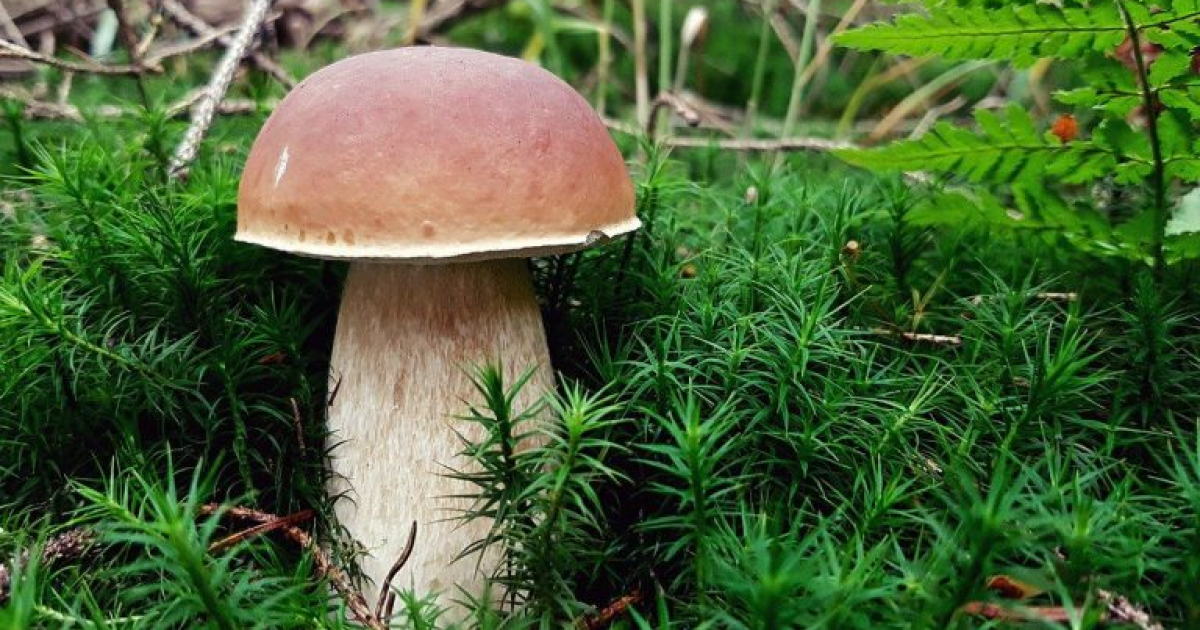 Grzybiarze – zachowajcie rozwagę! Policja przypomina o zasadach bezpieczeństwa