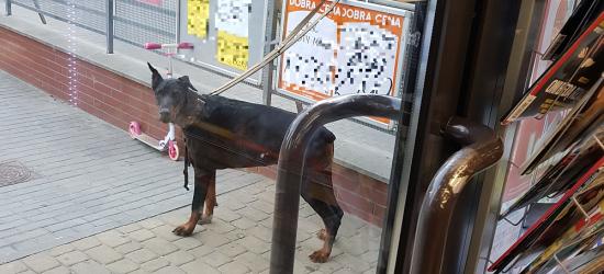 INTERWENCJA: „Psy powinny być na smyczy i w kagańcu, czy nie?” (FOTO)