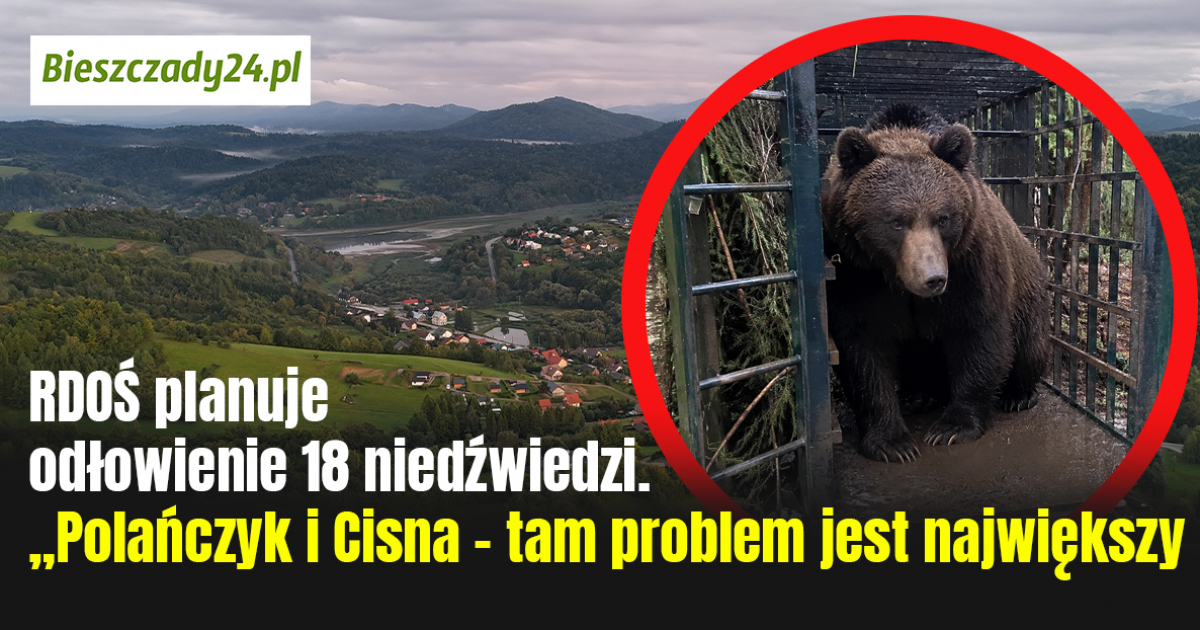 RDOŚ planuje odłowienie 18 niedźwiedzi. „Polańczyk i Cisna – tam problem jest największy”