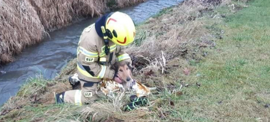 Pies wpadł do lodowatej wody! Bezradne zwierzę uratowali strażacy OSP (ZDJĘCIA)